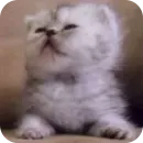 Стикер коти