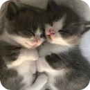 Стикер коти