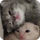 Стикер коти