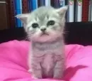 котики
