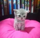 Стикер котики