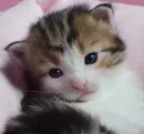 Стикер котики