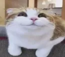 Стикер котики