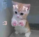 Стикер котики