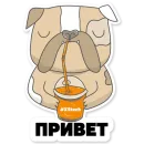 Котик Айтишник