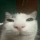 Стикер Котики