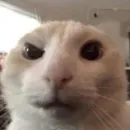 Стикер Котики