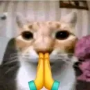Стикер Котики