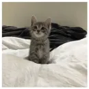 Стикер котики