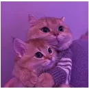 Стикер котики