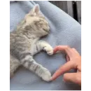 Стикер котики