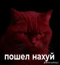 Котики