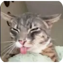 Стикер Котики