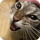 Стикер Котики