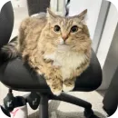 Стикер Котики