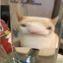 Стикер Котики