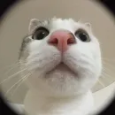 Стикер Котики