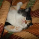 Стикер Котики