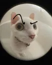 Стикер котики