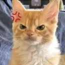 Стикер котики