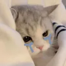 Стикер котики