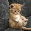 kotikibest