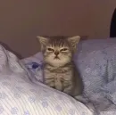 Стикер kotikibest