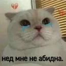 Стикер Котики