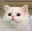 коты