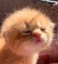 Стикер коты