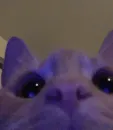 Стикер коты