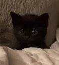 Стикер коты