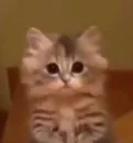 Стикер коты