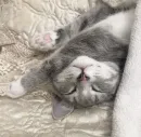 Котики