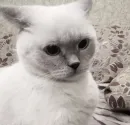 Стикер Котики