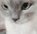 Стикер Котики