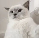 Стикер Котики