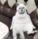 Стикер Котики