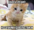 Котятки