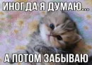 Стикер Котятки