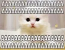 Стикер Котятки
