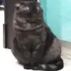 Стикер Kott_ssbornik