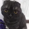 Стикер Kott_ssbornik