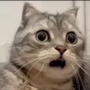 Котяры