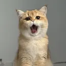 Стикер Котяры