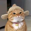 Стикер Котяры