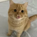 Стикер Котяры