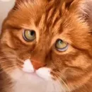Стикер Котяры
