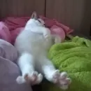 Стикер kotyaspack