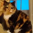 Стикер kotyaspack